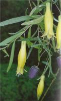 Billardiera longiflora